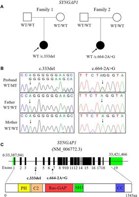 Identification and functional characterization of de novo variant in the SYNGAP1 gene causing intellectual disability